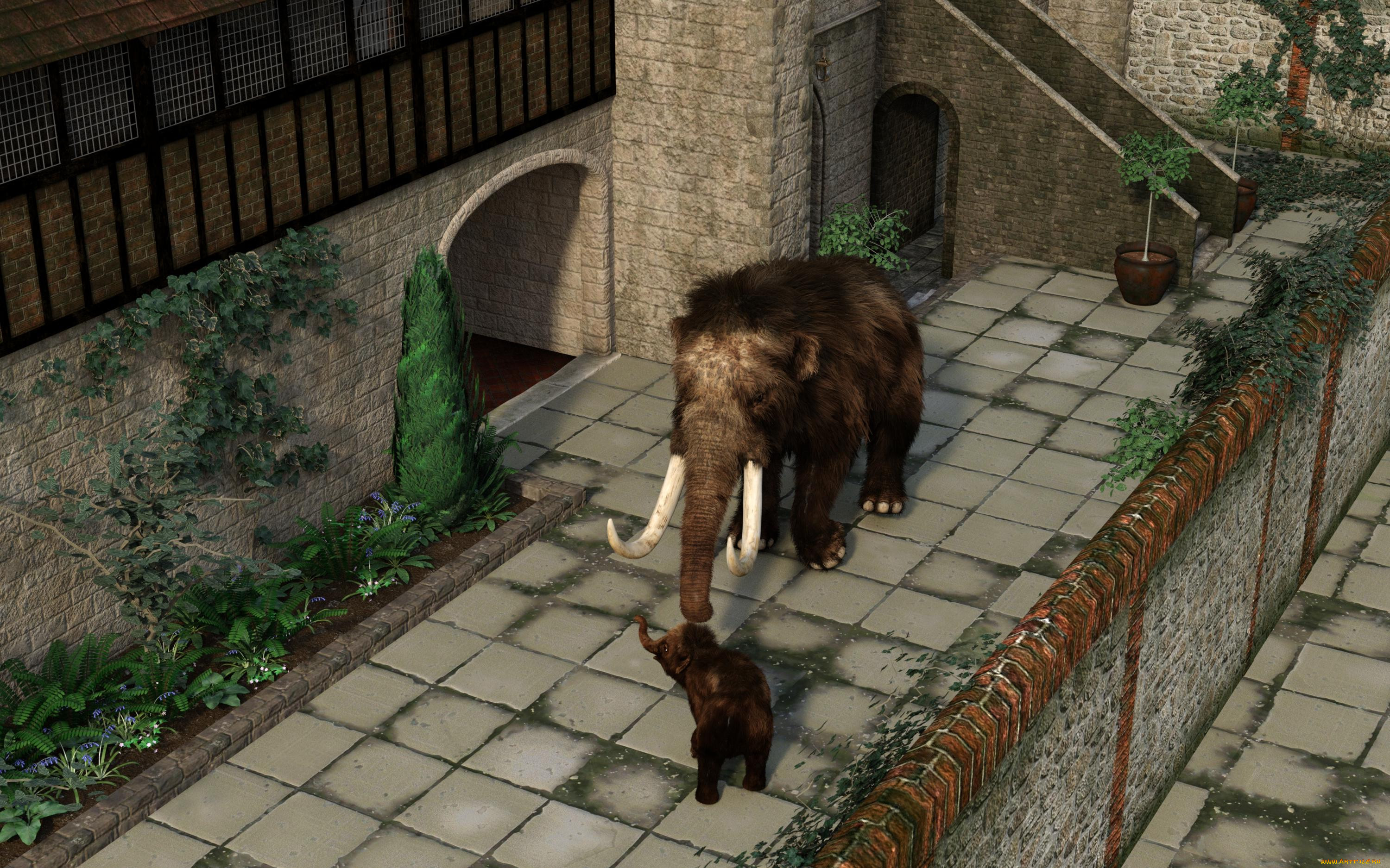 3 ,  , animals, , 